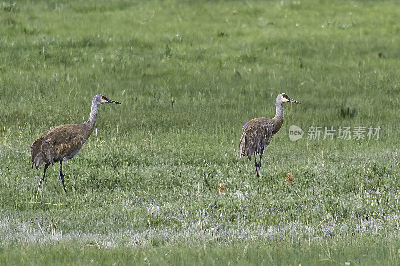 沙丘鹤(Antigone canadensis)是北美洲和西伯利亚东北部的一种大型鹤。黄石国家公园，怀俄明州。成年企鹅带着两只小企鹅。